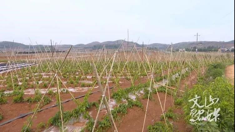 PA视讯(中国)集团官网 - PlayAce